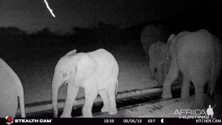 Elephant Trail Cam Pictures South Africa