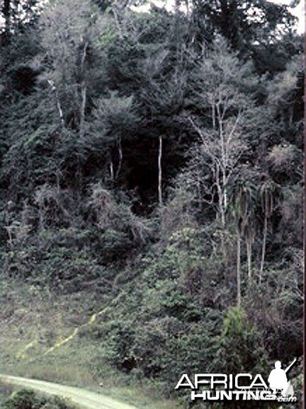 Elephant trail into forest Ethiopia