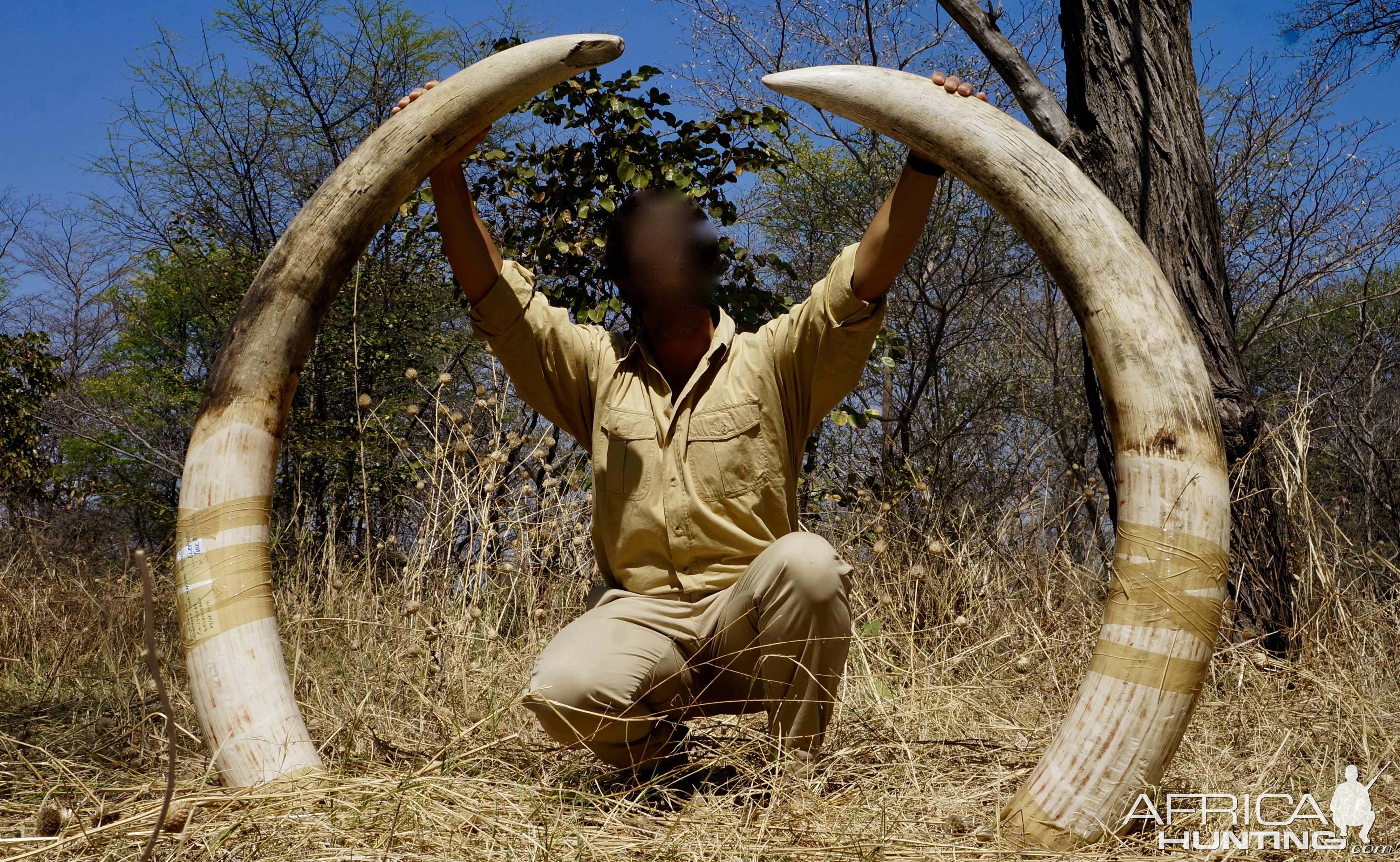 Elephant Trophy Hunt Caprivi Namibia