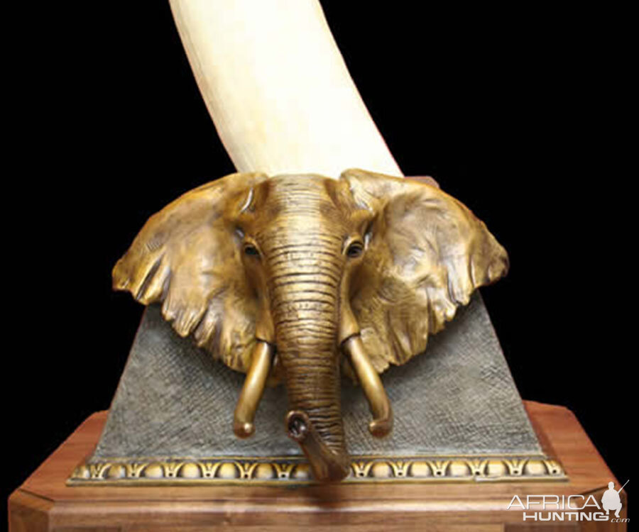 Elephant Tusk Base