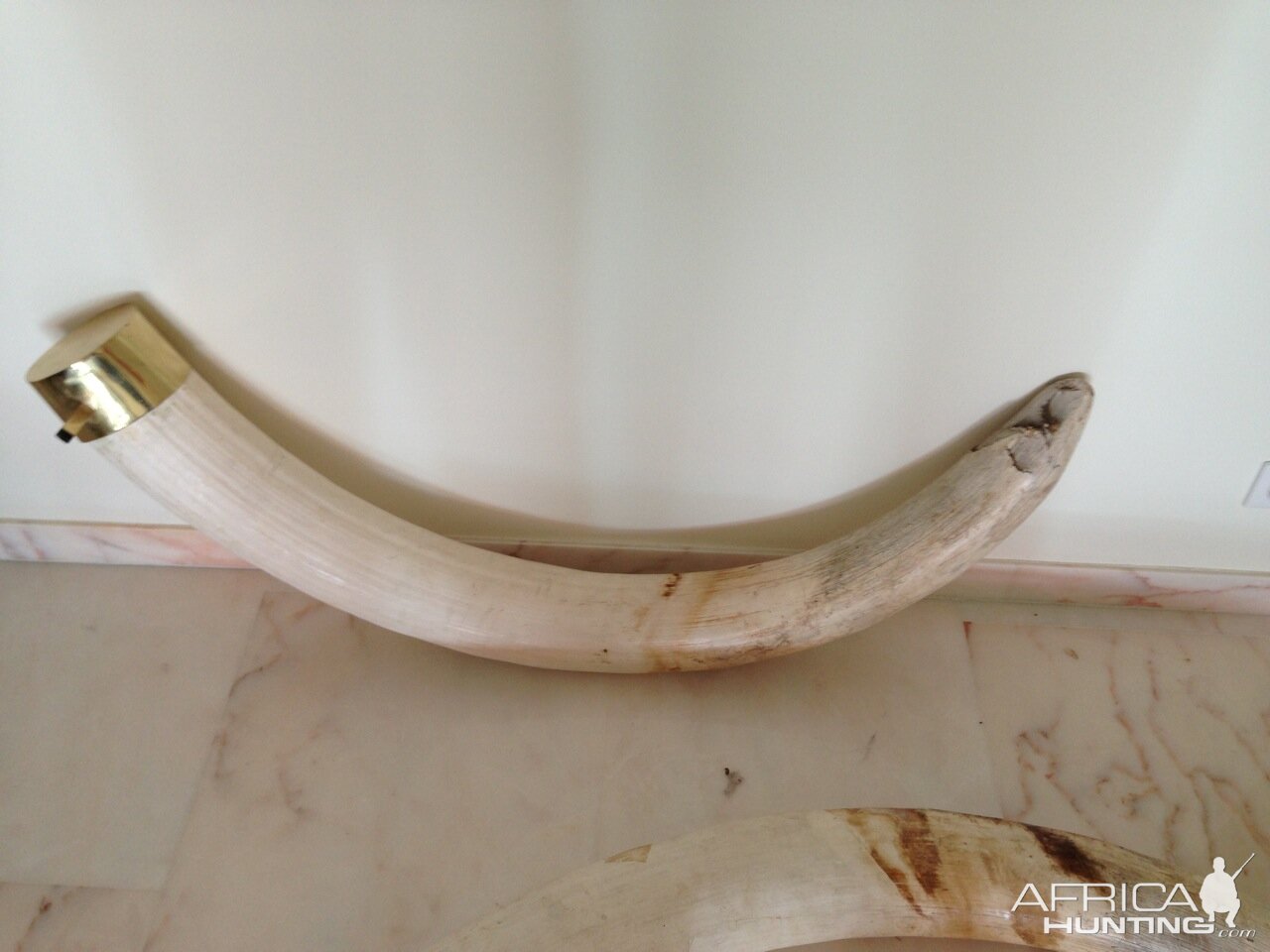 Elephant tusk from Namibia