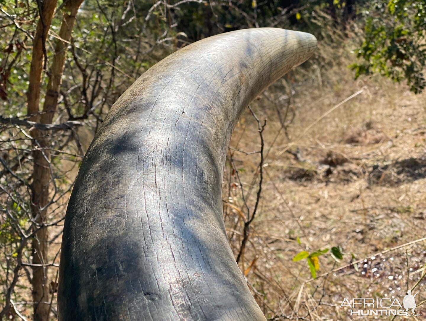 Elephant Tusk Namibia