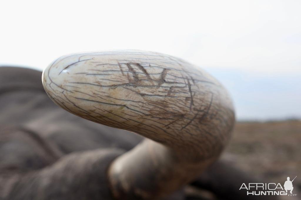 Elephant Tusk Namibia