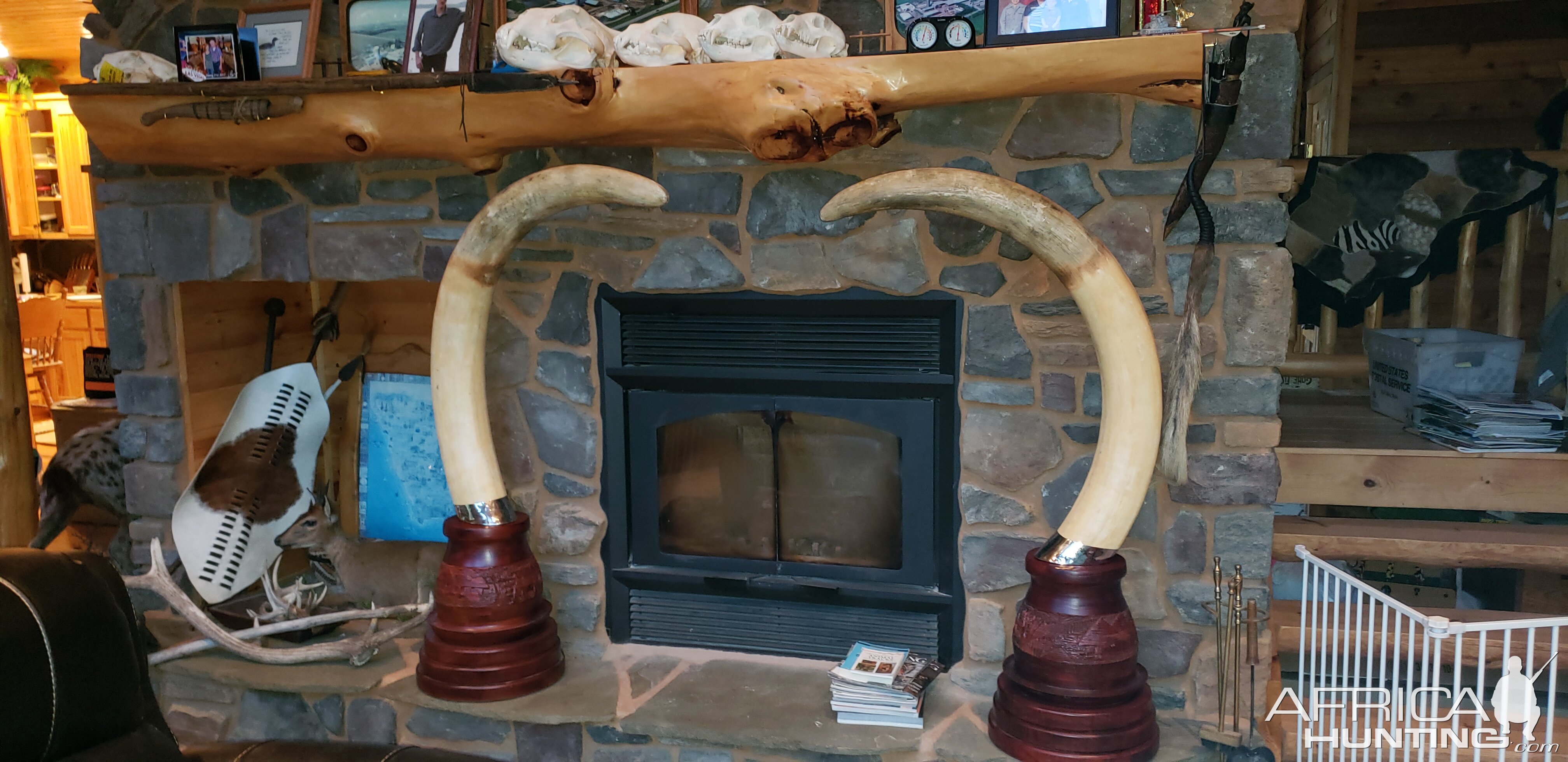 Elephant Tusk Replicas