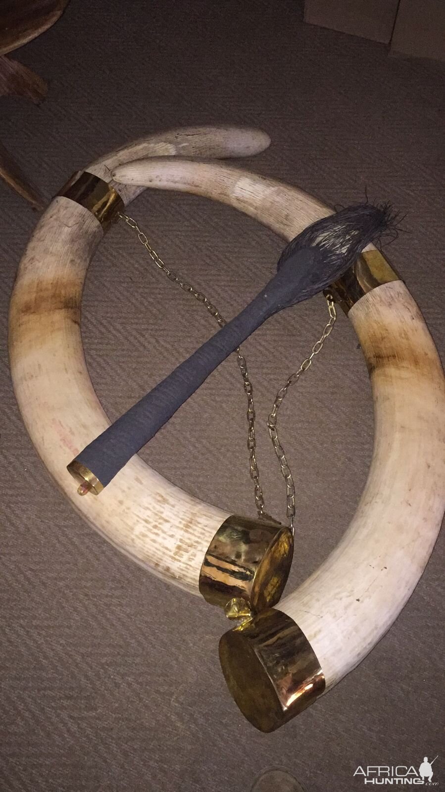 Elephant Tusk & Tail Taxidermy