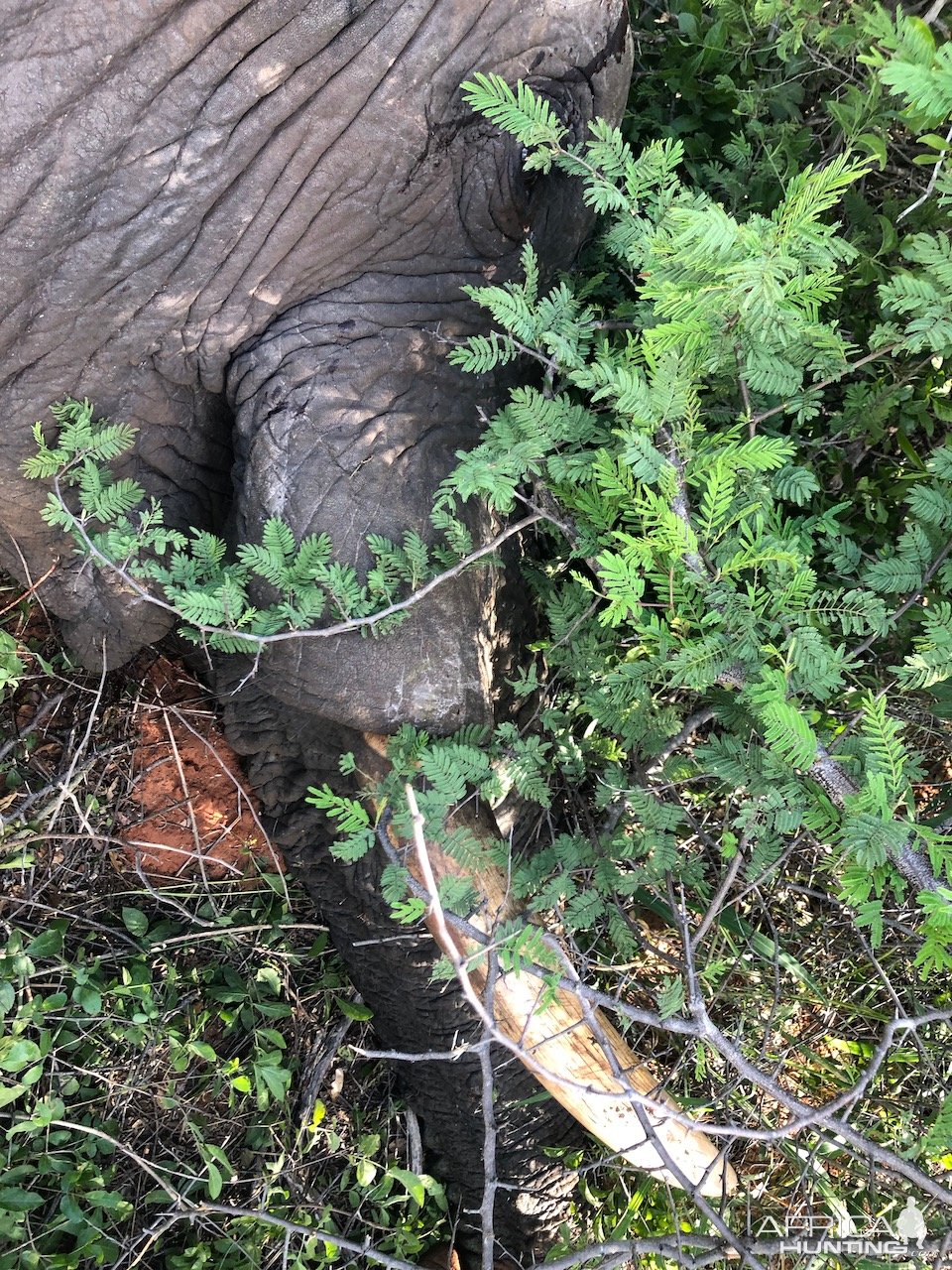 Elephant Tusk