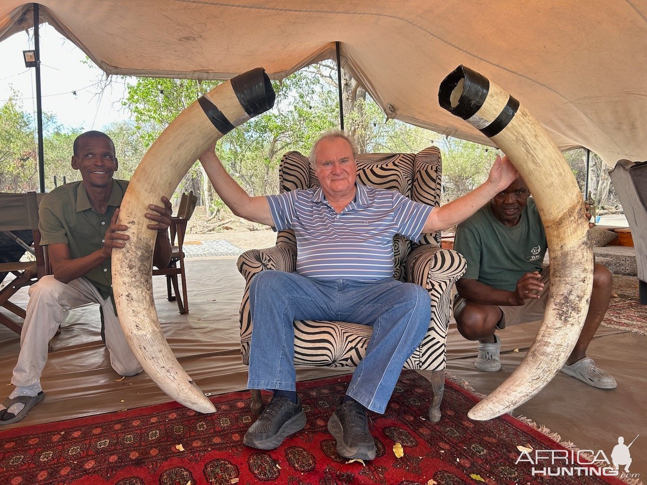 Elephant Tusks Botswana