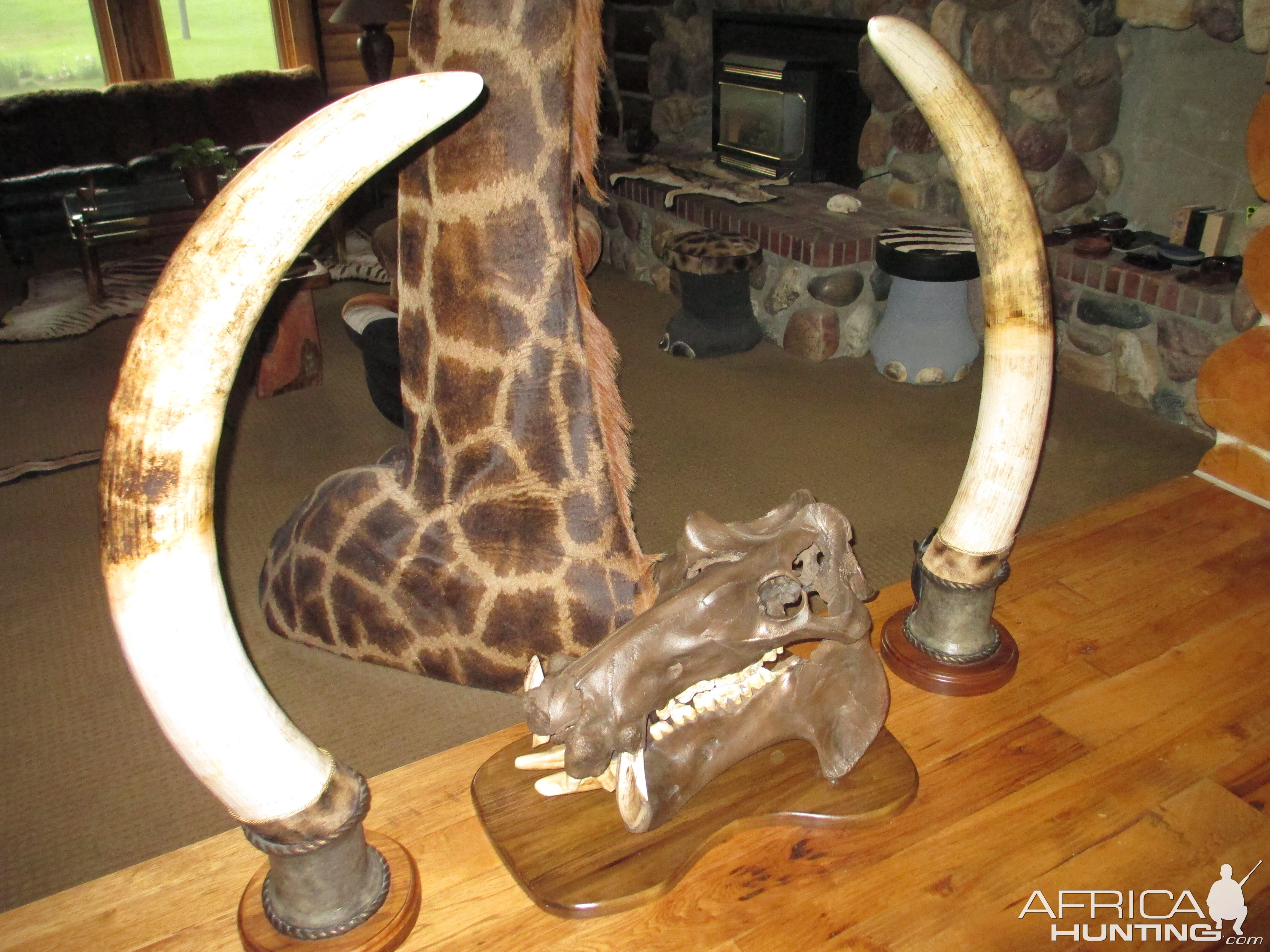 Elephant Tusks Taxidermy