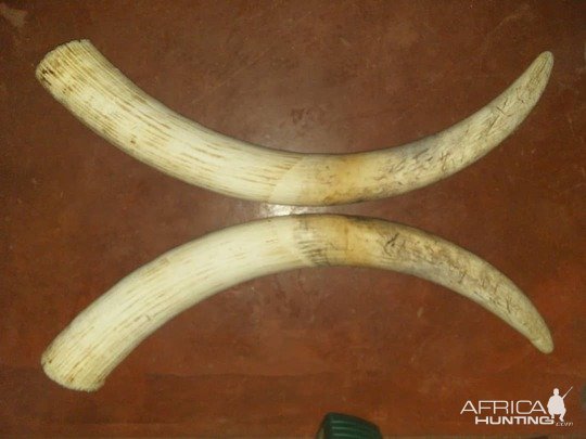 Elephant Tusks Zimbabwe