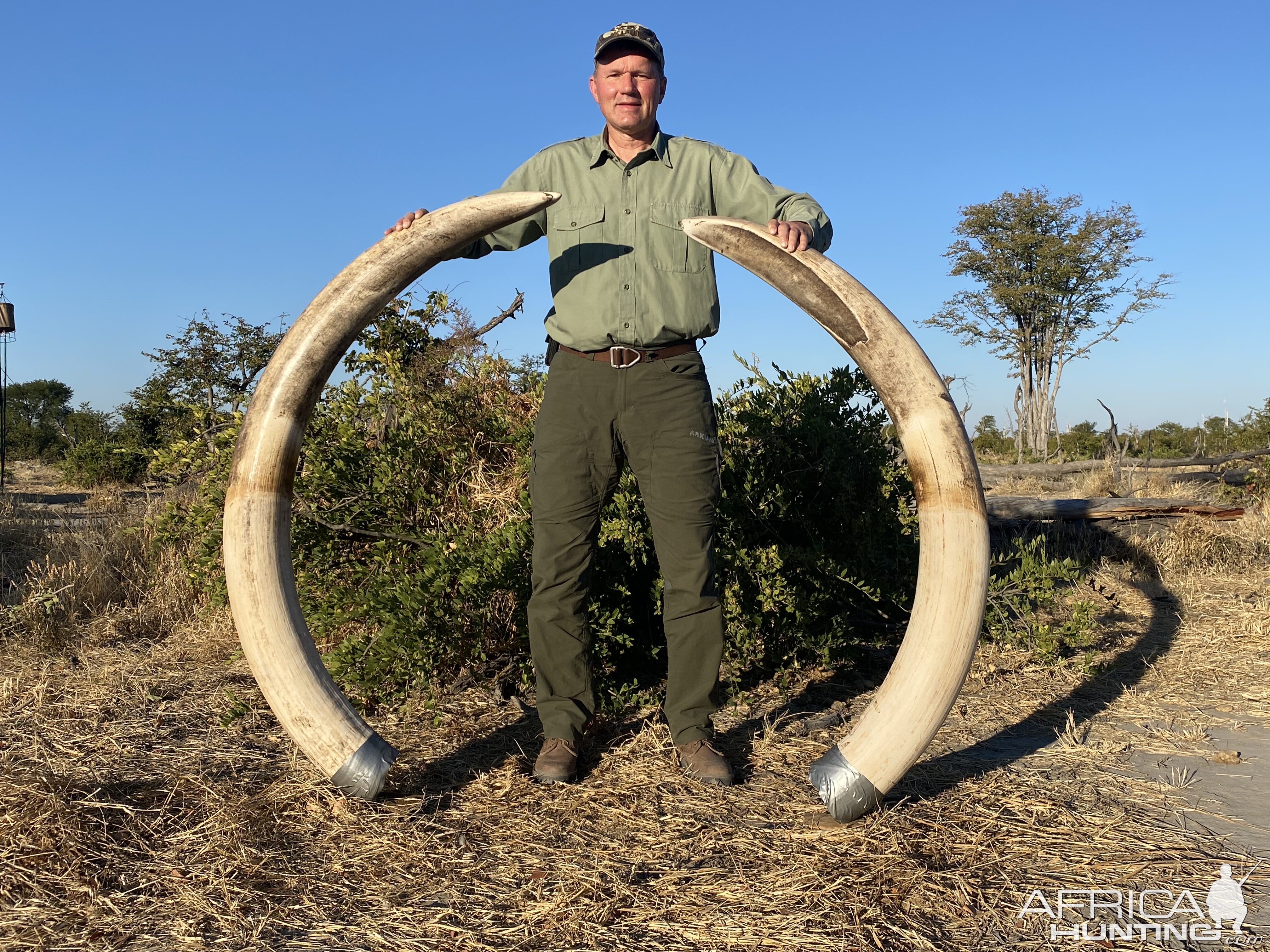 Elephant Tusks