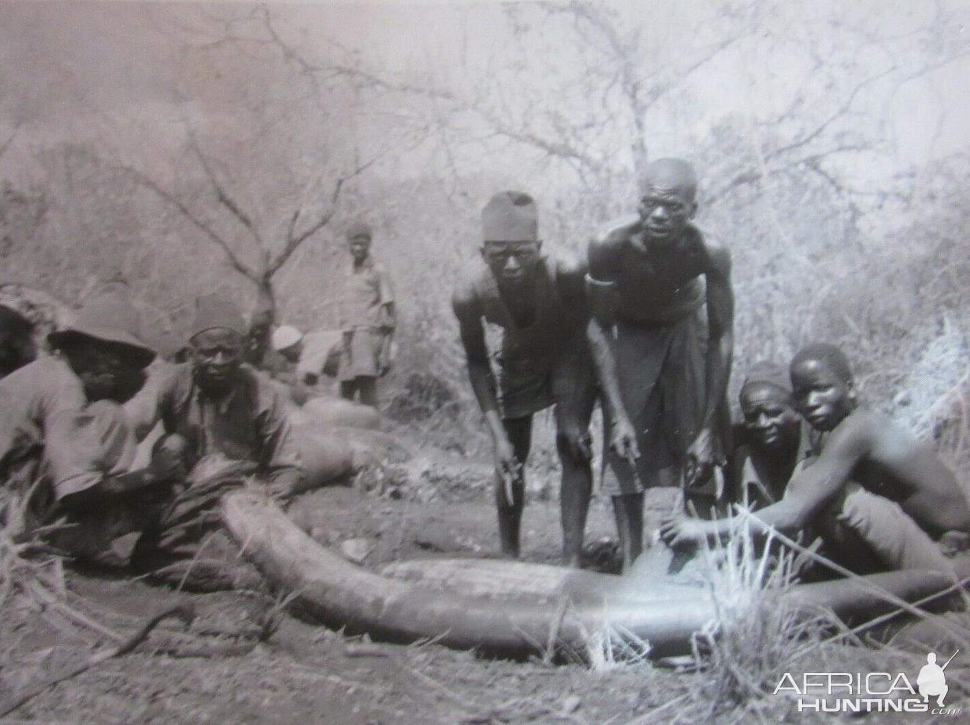 Elephant Tusks