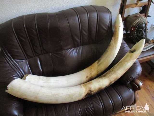 Elephant tusks