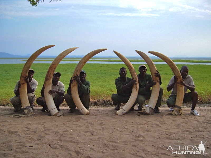 Elephant tusks