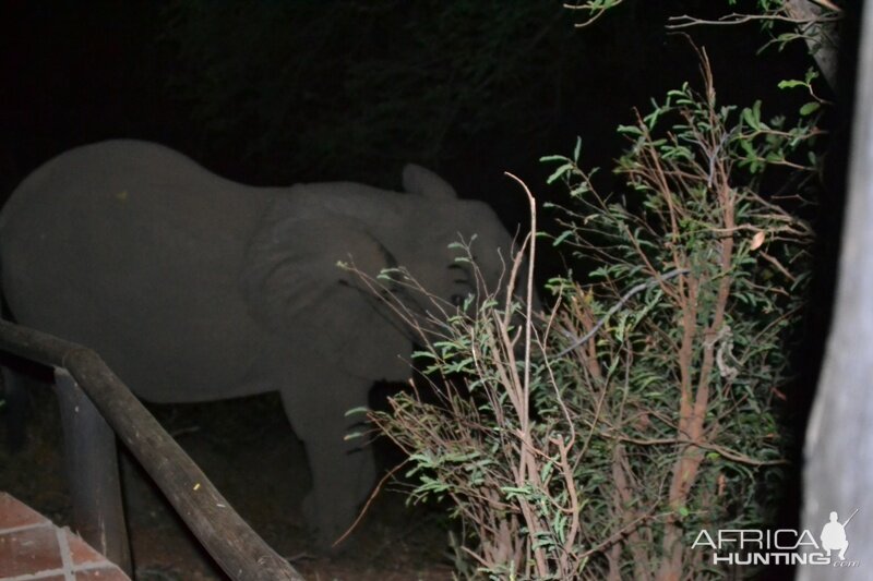 Elephant visit at Tafika