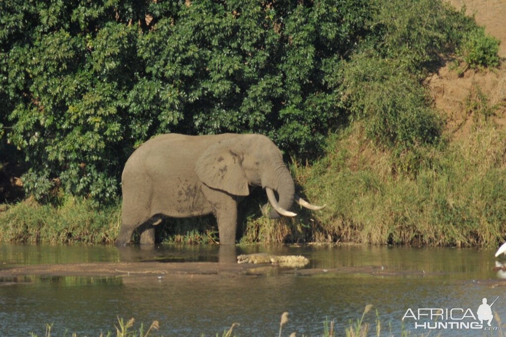 Elephant Vovodo River CAR