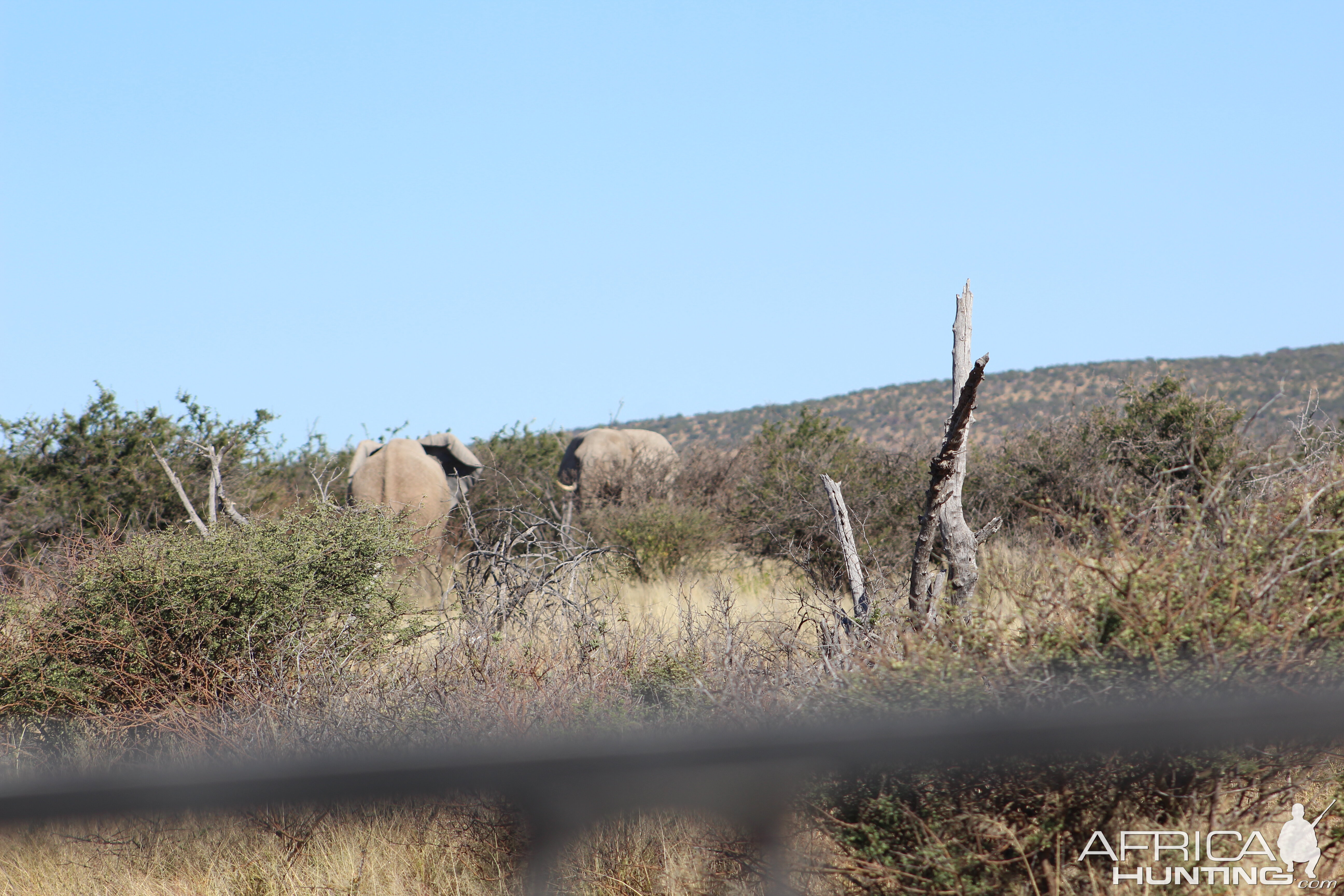 Elephant Wildlife Namibia