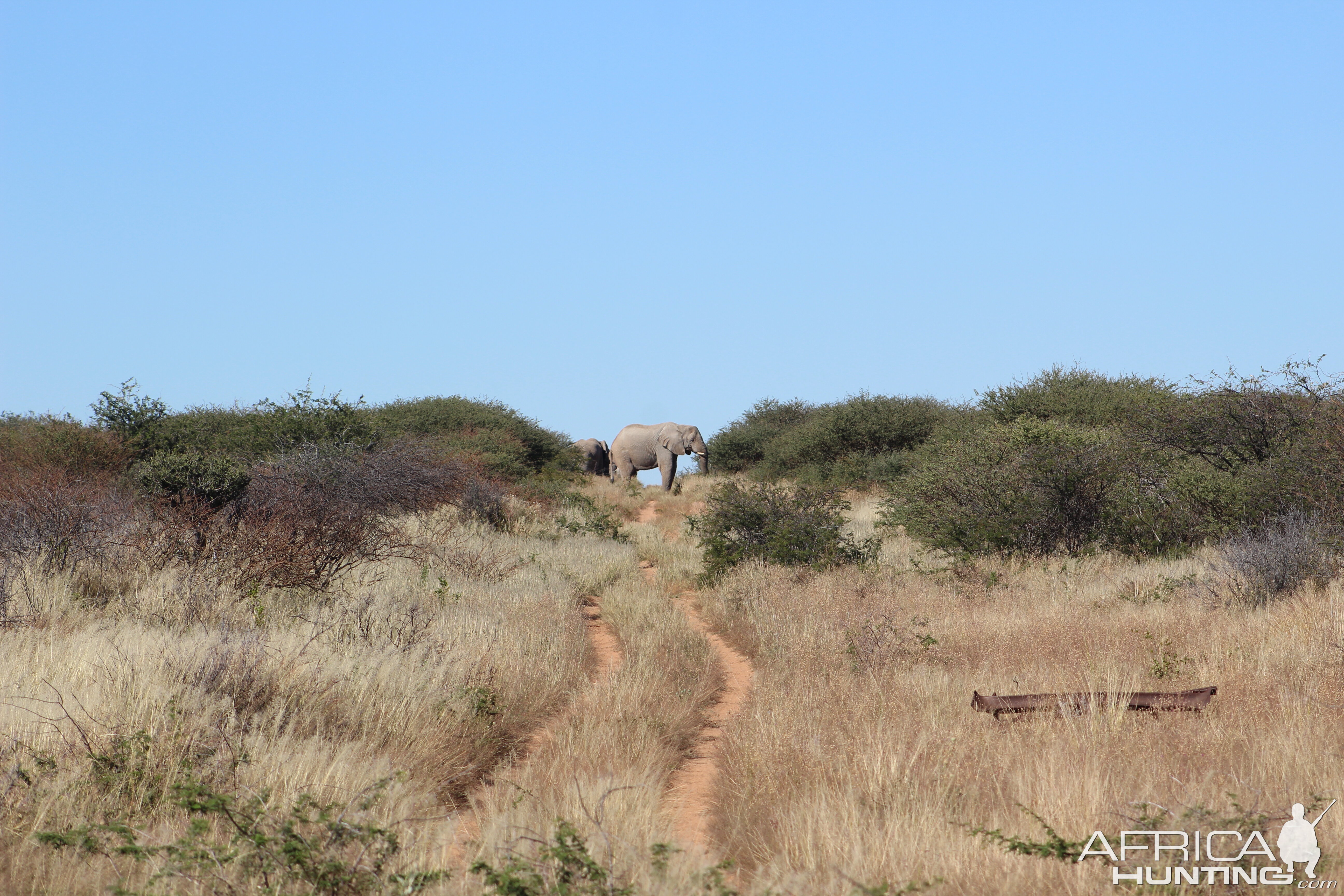 Elephant Wildlife Namibia