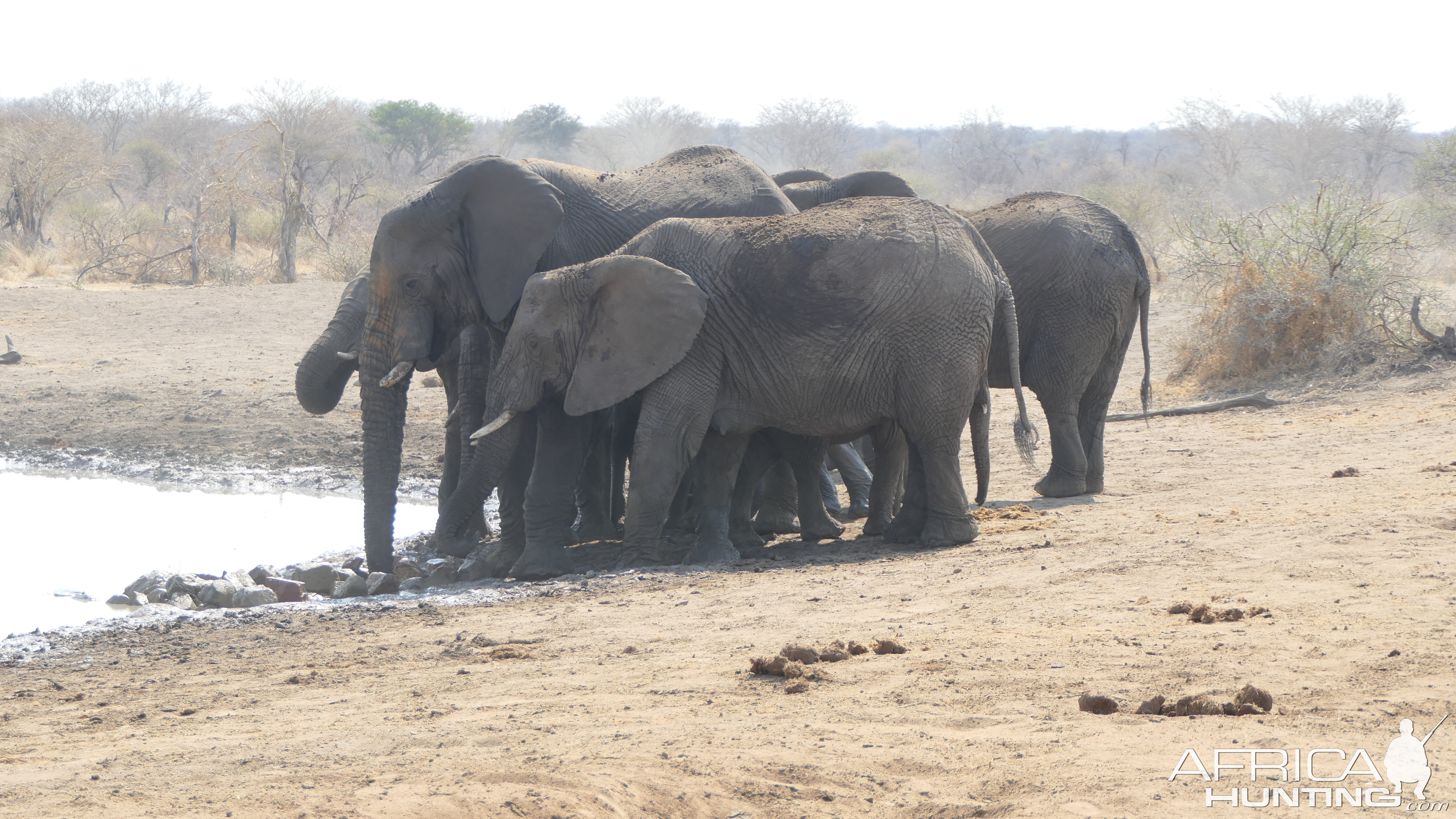 Elephant Wildlife South Africa