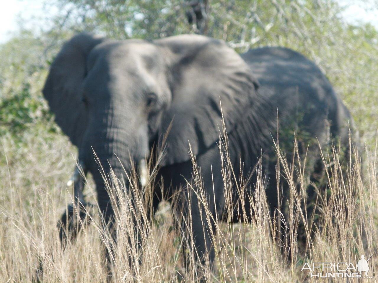 Elephant Wildlife Zimbabwe