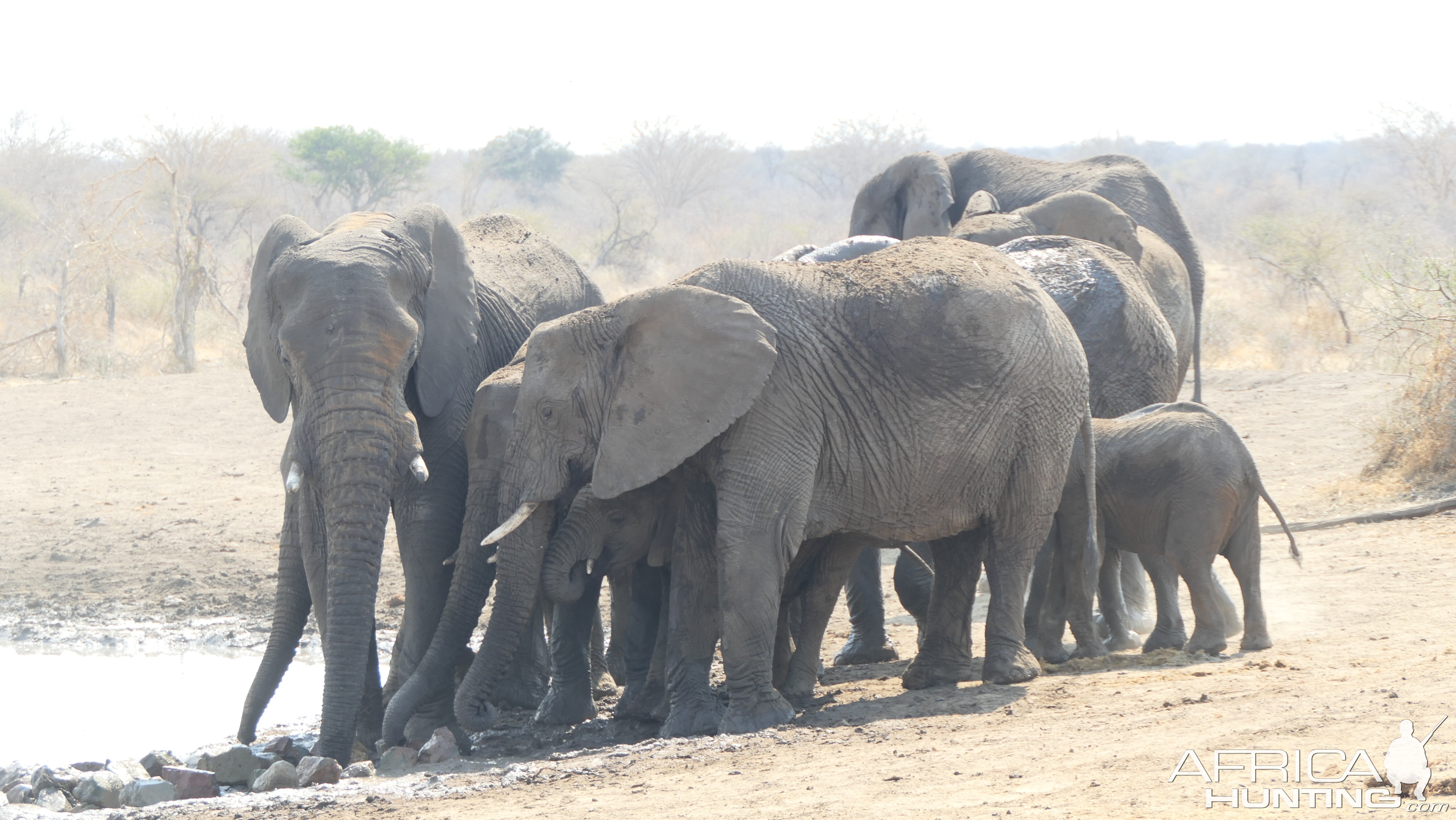 Elephant Wildlife