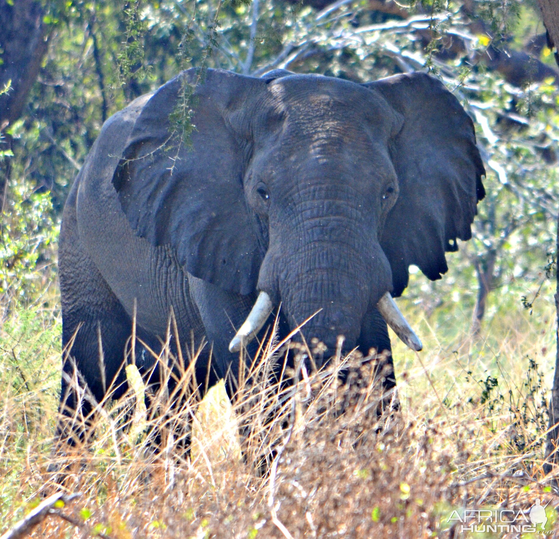 Elephant Zambia Luangwa Valley