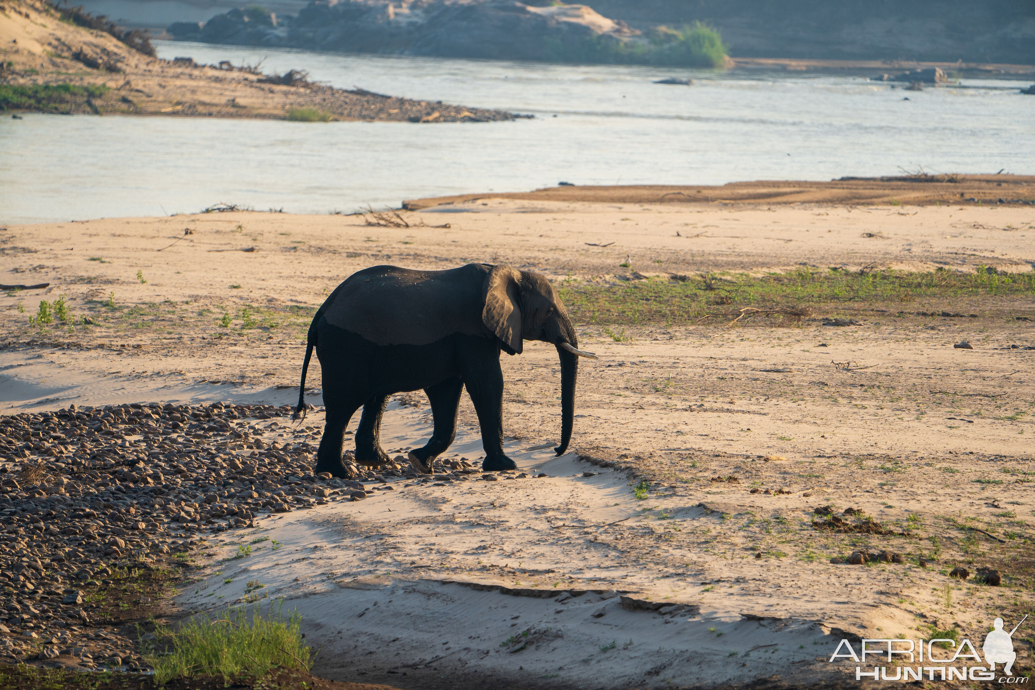 Elephant Zambia