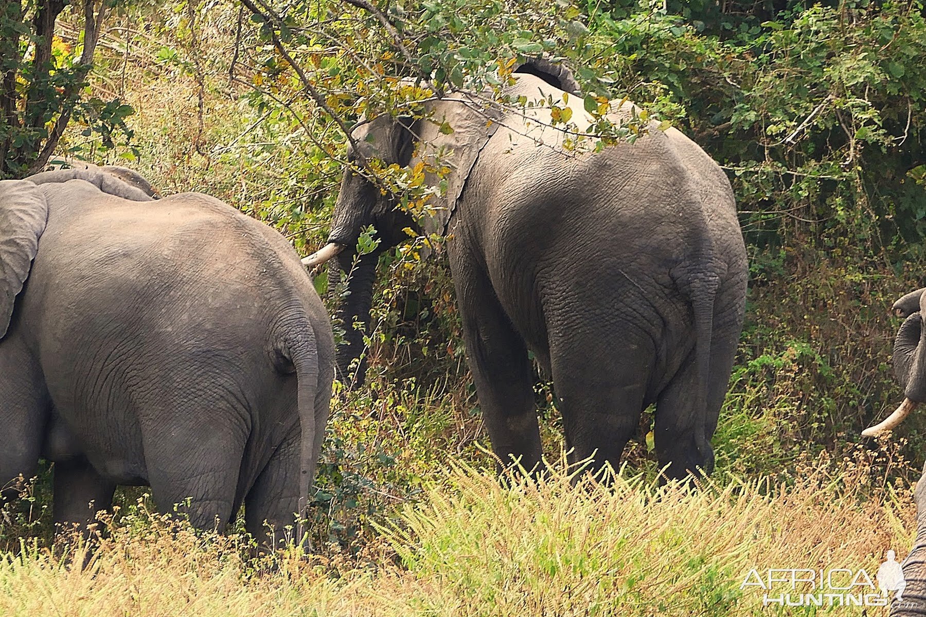 Elephant Zambia