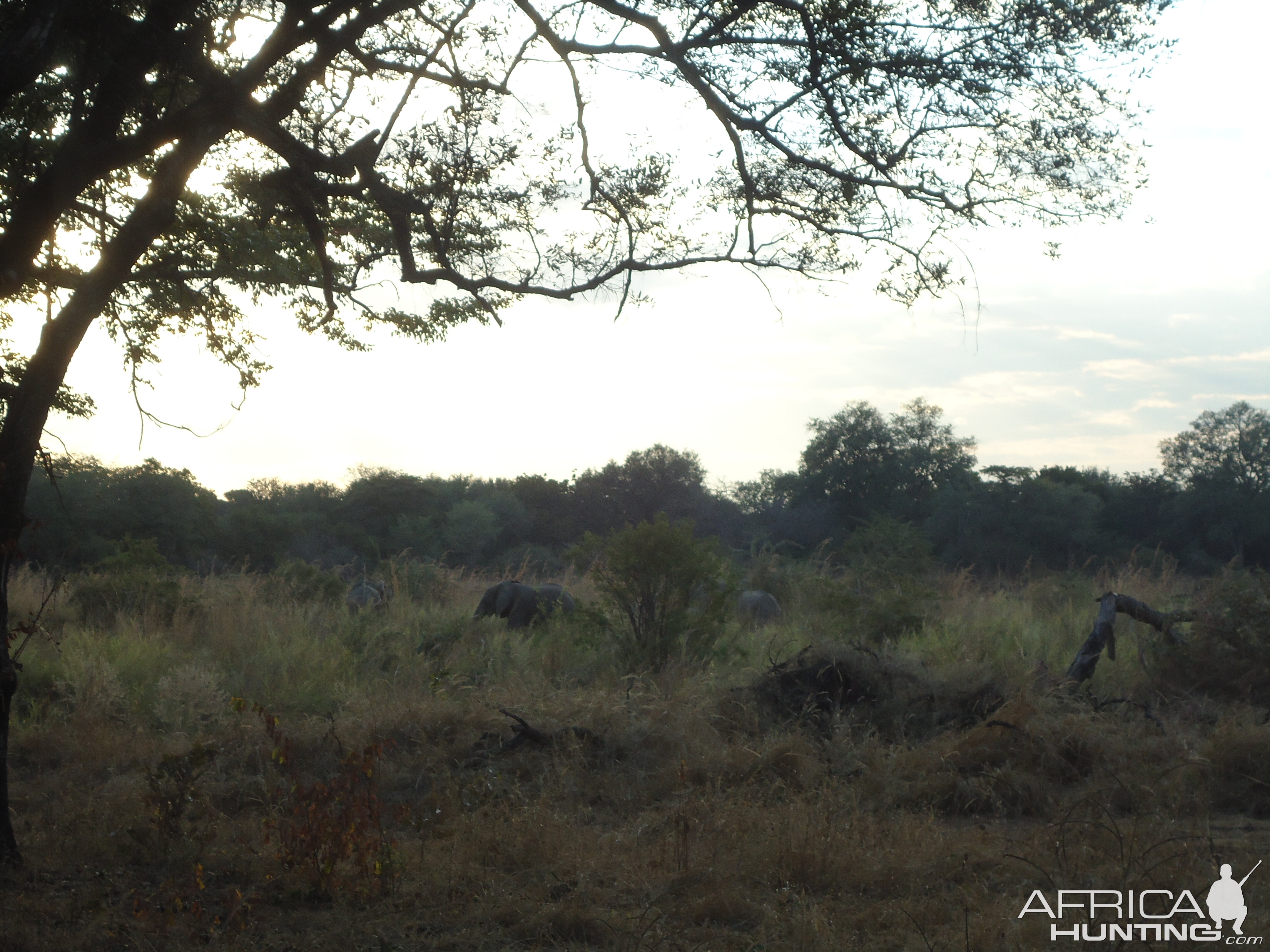 Elephant Zambia