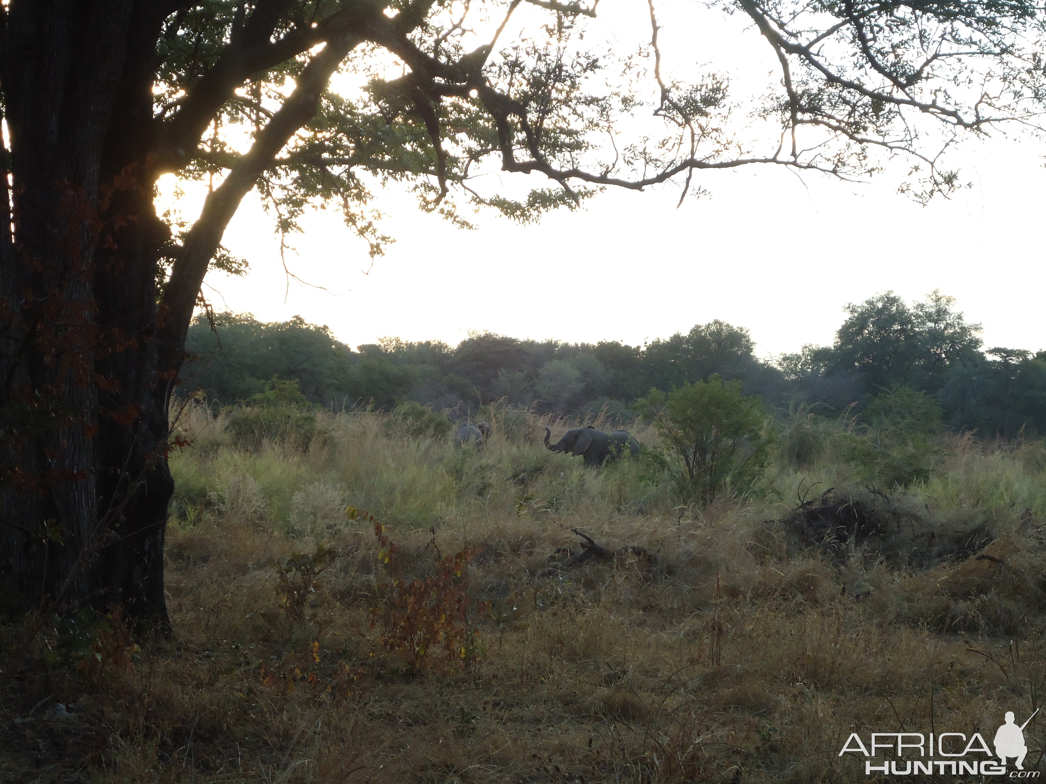 Elephant Zambia