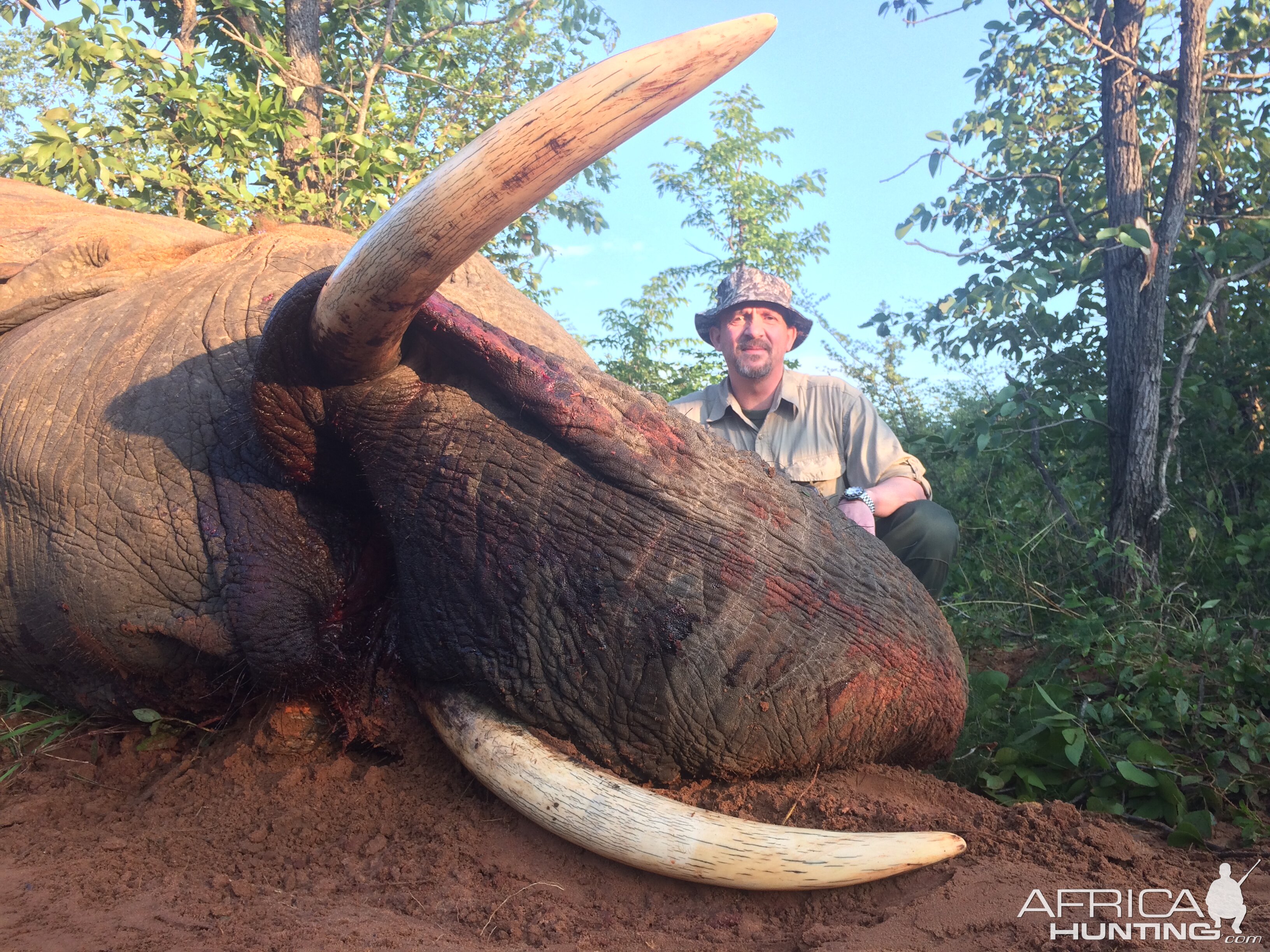 Elephant Zimbabwe Hunt