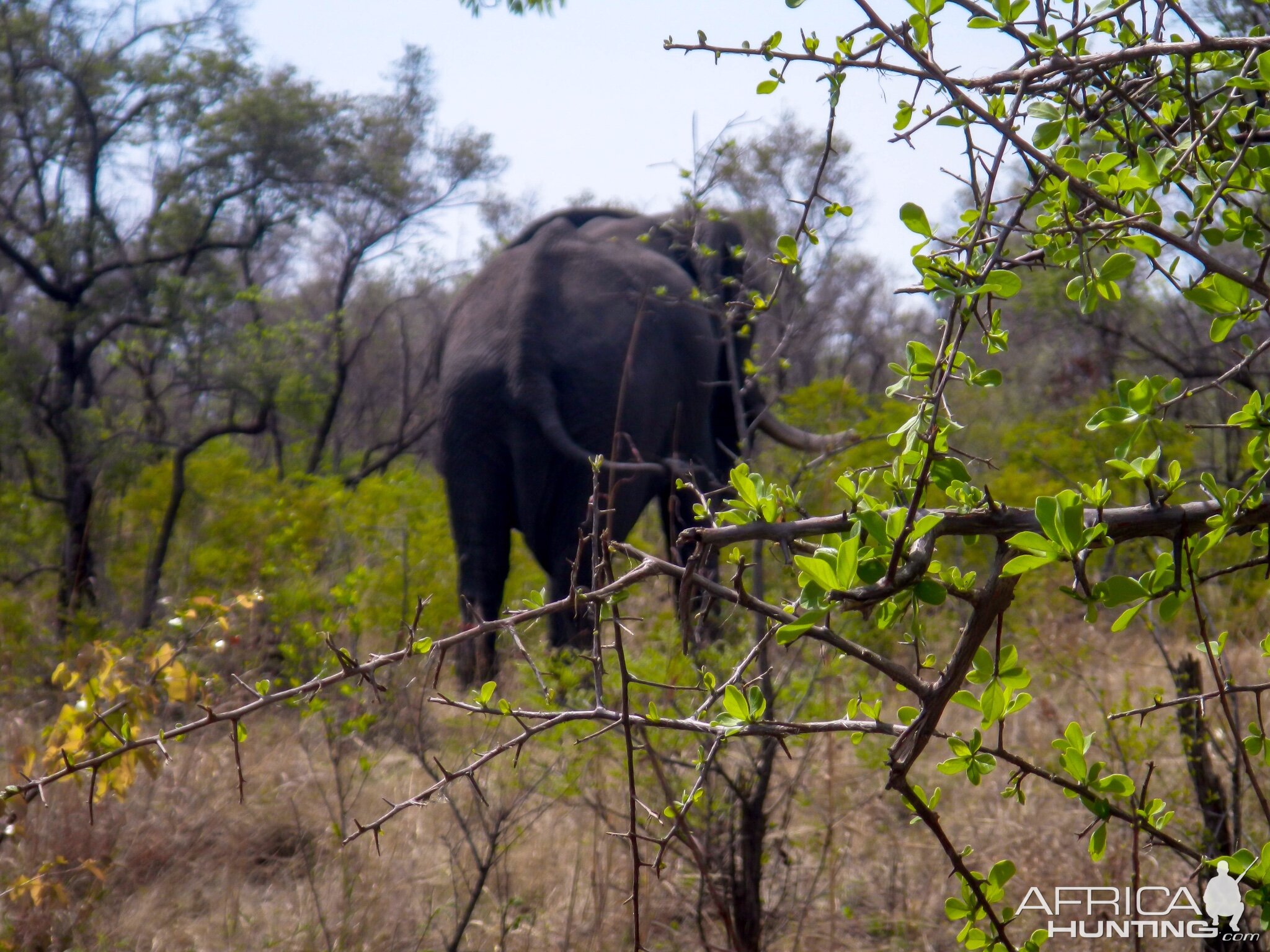 Elephant Zimbabwe, November 2014