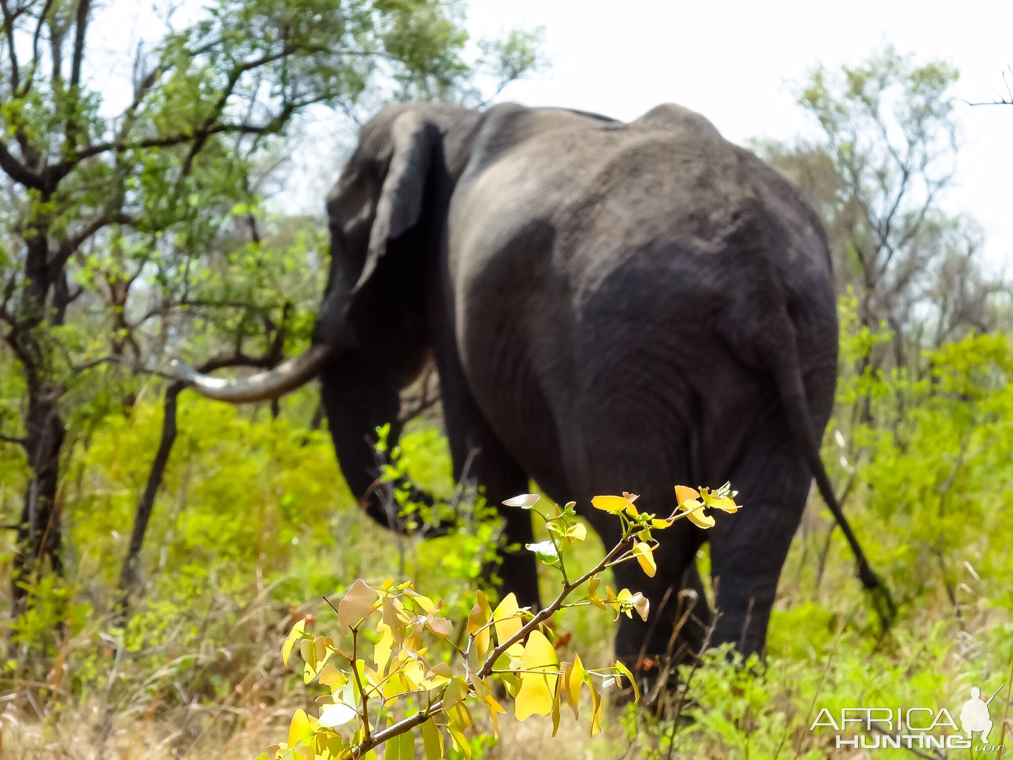 Elephant Zimbabwe, November 2014