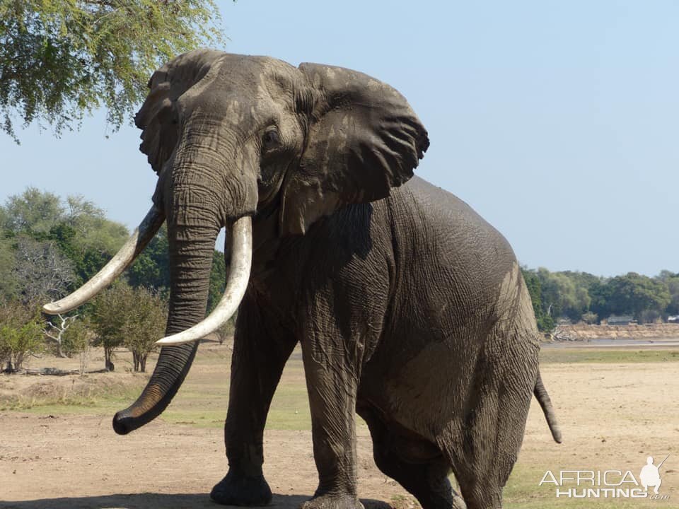 Elephant Zimbabwe