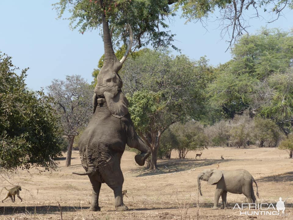 Elephant Zimbabwe