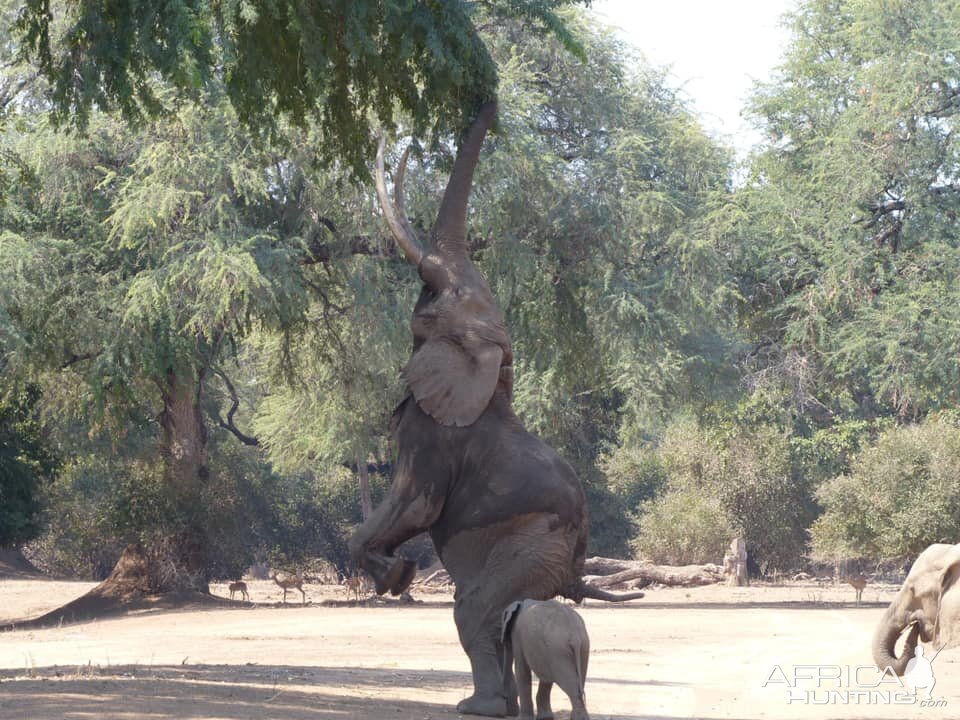 Elephant Zimbabwe