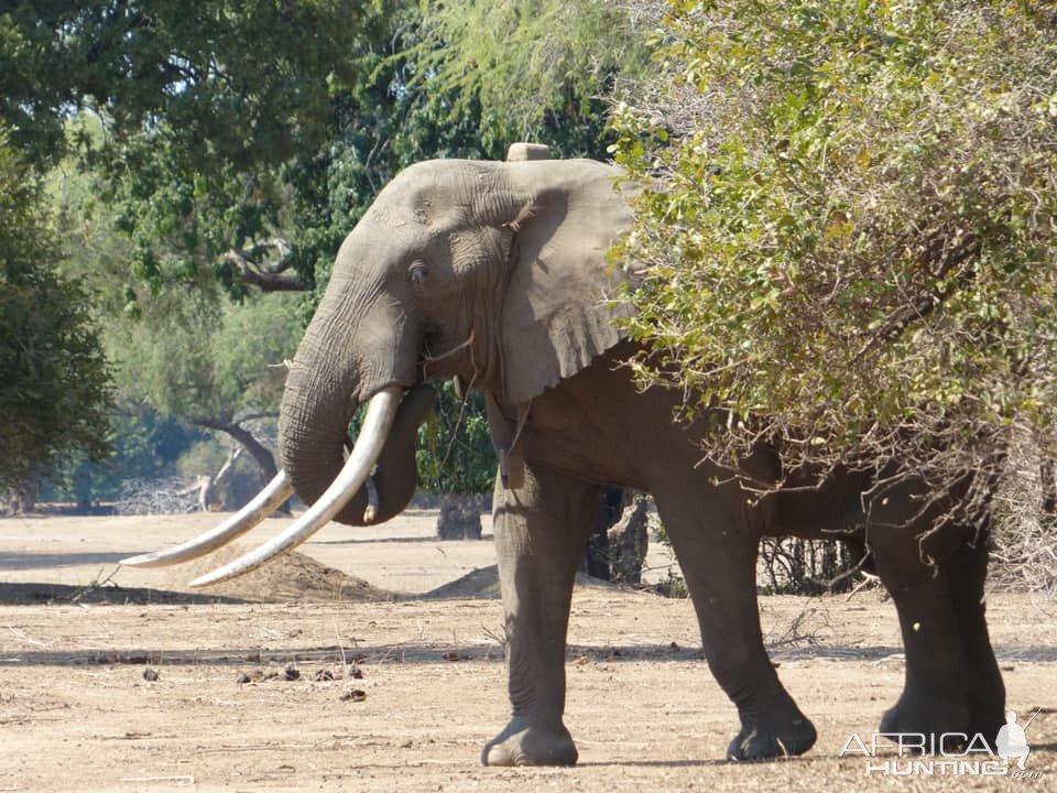 Elephant Zimbabwe