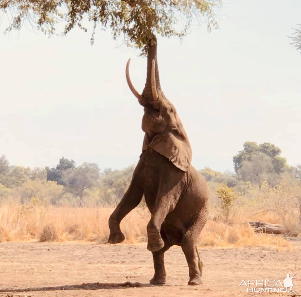 Elephant Zimbabwe