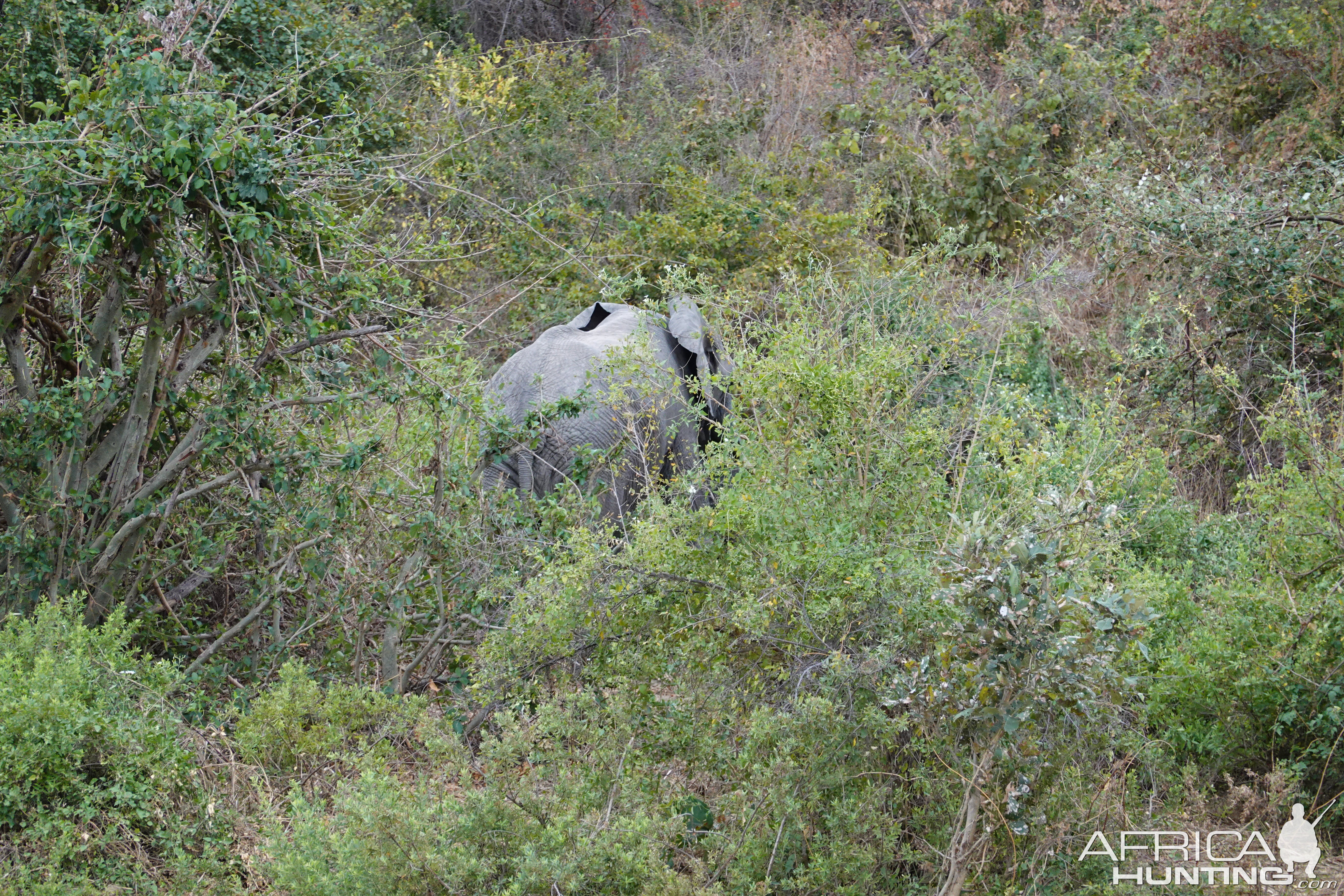 Elephant Zimbabwe