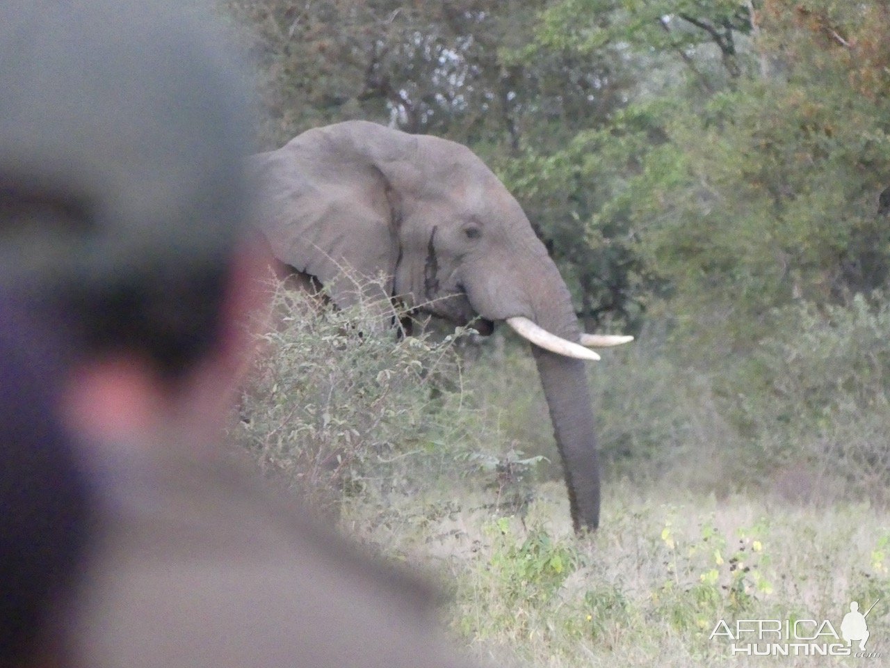 Elephant Zimbabwe