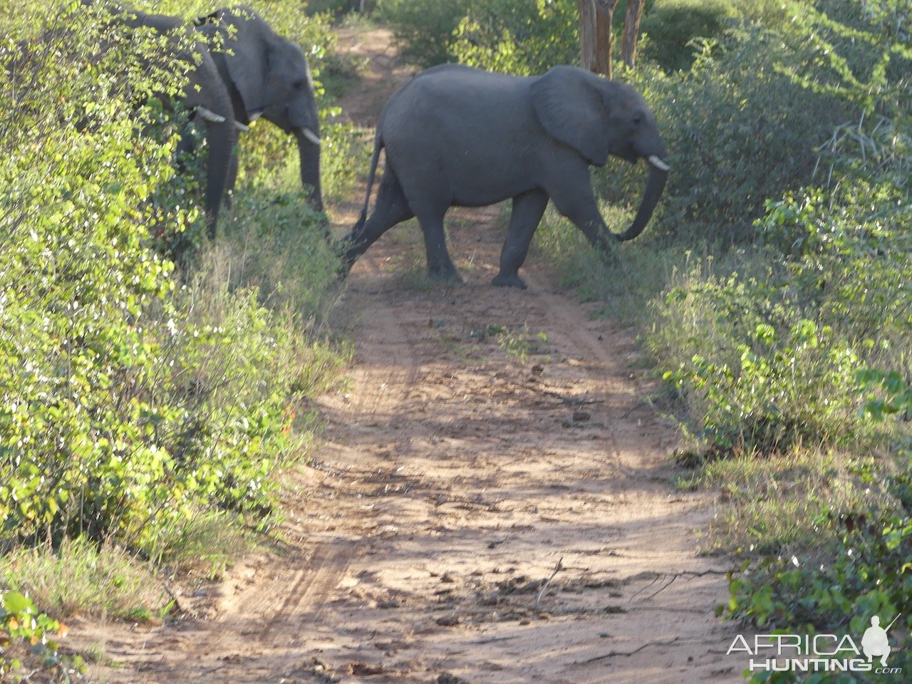 Elephant Zimbabwe