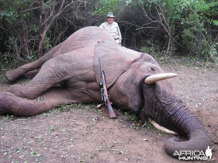 Elephant Zimbabwe