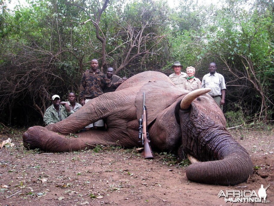 Elephant Zimbabwe