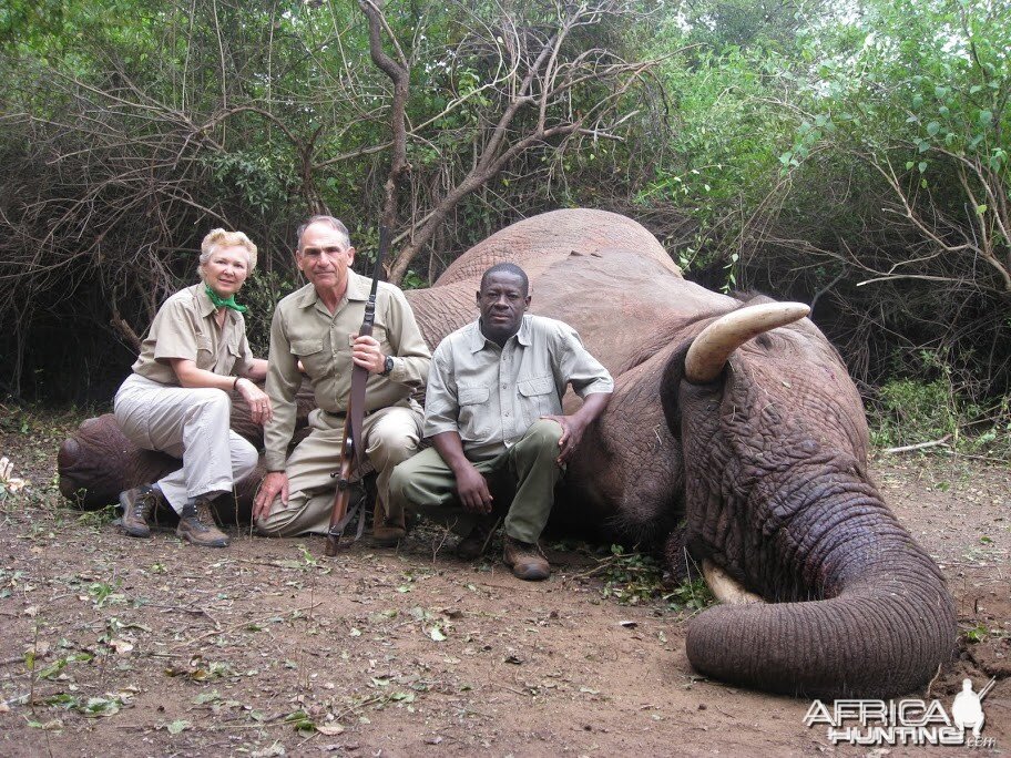 Elephant Zimbabwe