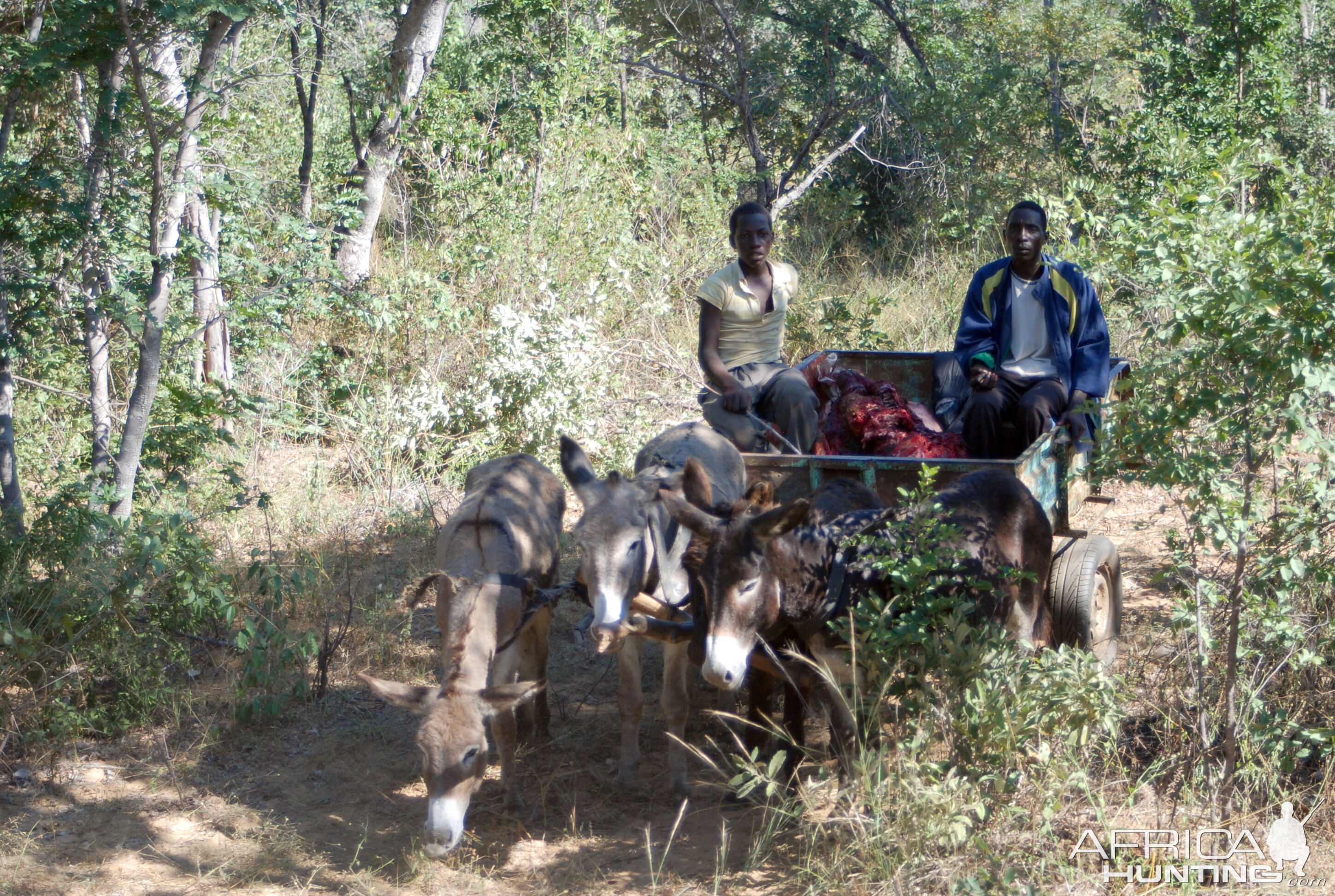 Elephant Zimbabwe