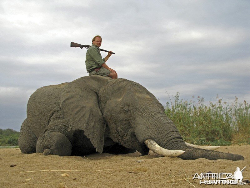 Elephant Zimbabwe