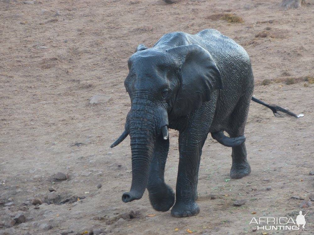 Elephant Zimbabwe