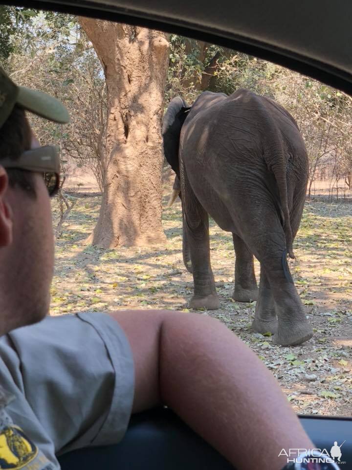 Elephant Zimbabwe