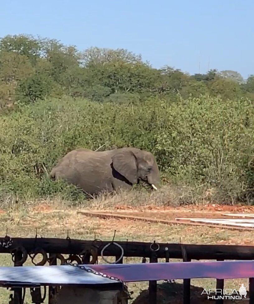 Elephant Zimbabwe