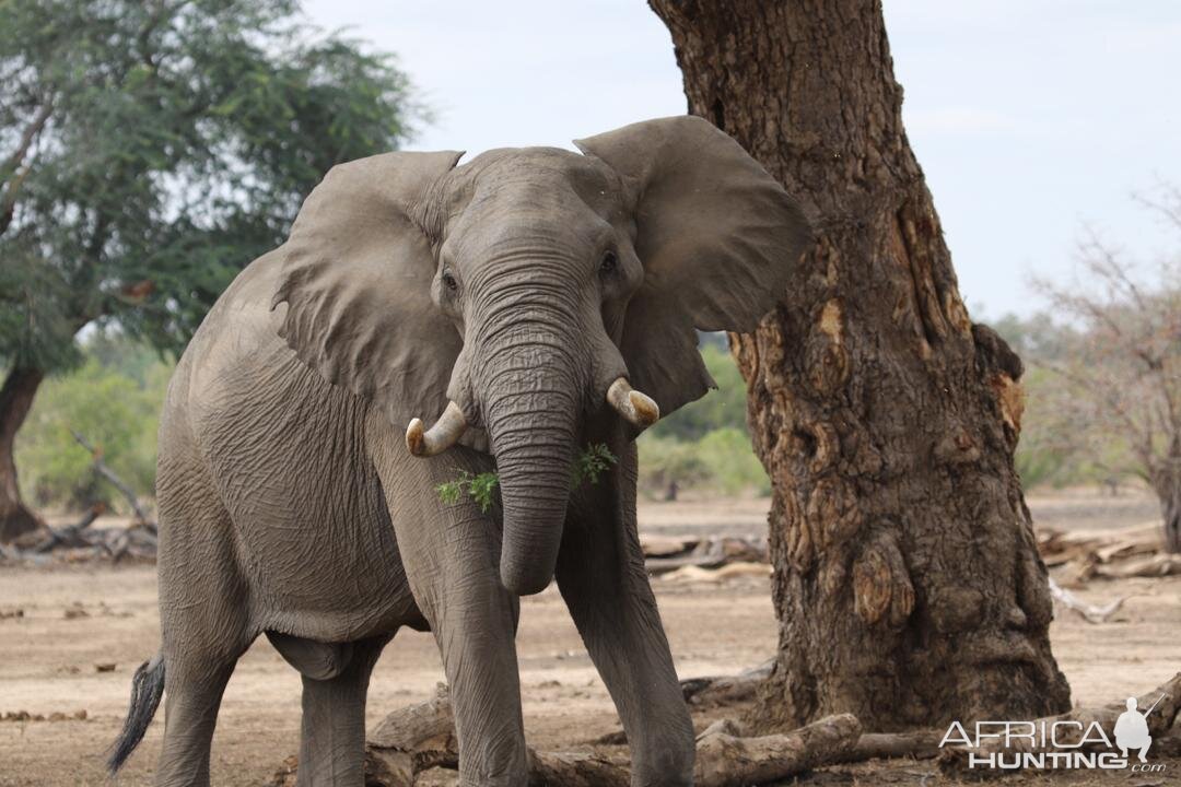 Elephant Zimbabwe