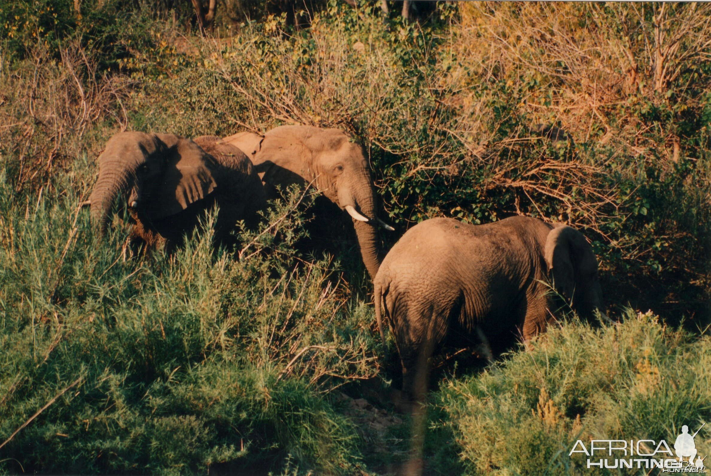 Elephant Zimbabwe